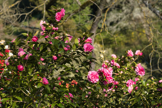 Bl&uuml;hende Kamelien