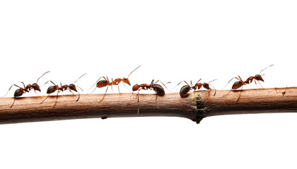 ants marching on a branch of a tree isolated on transparent background