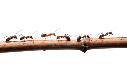ants marching on a branch of a tree isolated on transparent background