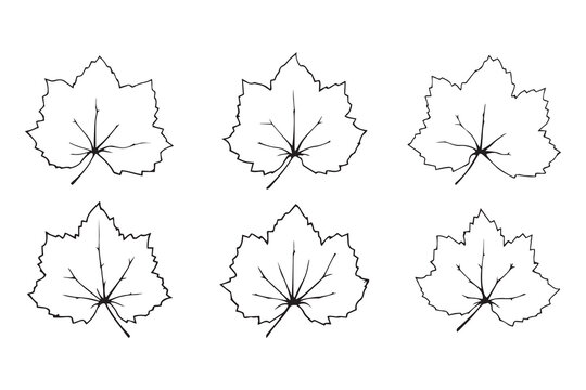 Hydrangea leaf line art