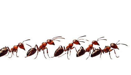 Fototapeta premium queue of ants isolated on transparent background