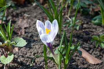 Purple crocus flowers on a sunny spring day. Crocuses are bright, beautiful primroses with a yellow center and pleasant-looking flowers. Natural floral background with delicate flowers