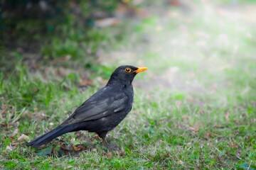 canard aigrette ragondin