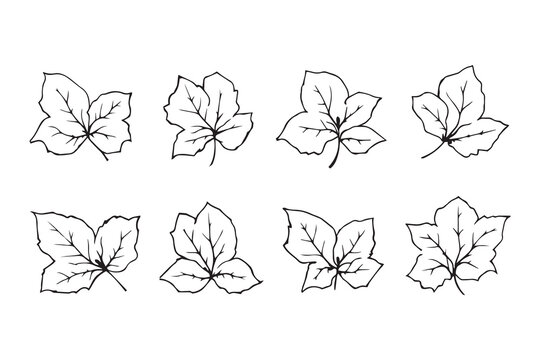 Hydrangea leaf line art