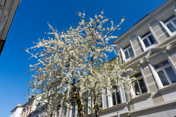 BONN, GERMANY – APRIL: Blooming pink cherry trees arch over a picturesque old street, creating a...