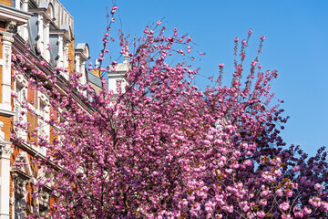 BONN, GERMANY – APRIL: Blooming pink cherry trees arch over a picturesque old street, creating a...