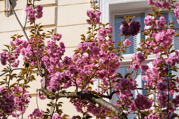 BONN, GERMANY – APRIL: Blooming pink cherry trees arch over a picturesque old street, creating a...