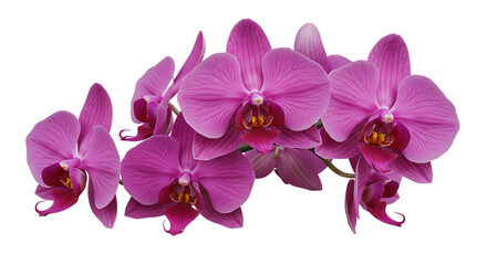 highly detailed flower, petals and stamens. for Design with no background