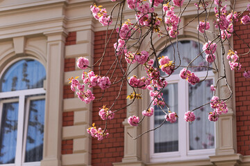 BONN, GERMANY – APRIL: Blooming pink cherry trees arch over a picturesque old street, creating a...