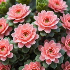 Fototapeta premium Pink Echeveria Succulents Close Up