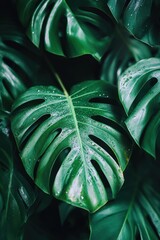 Lush green monstera leaves