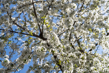 BONN, GERMANY – APRIL: Blooming pink cherry trees arch over a picturesque old street, creating a dreamy spring atmosphere in an urban European setting.