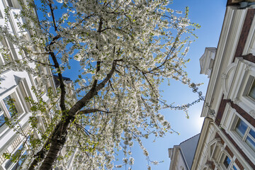 BONN, GERMANY – APRIL: Blooming pink cherry trees arch over a picturesque old street, creating a...