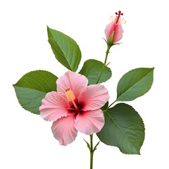 Fototapeta premium Pink Hibiscus Flower Branch with Bud