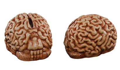 Brain Piggy Bank isolated on white