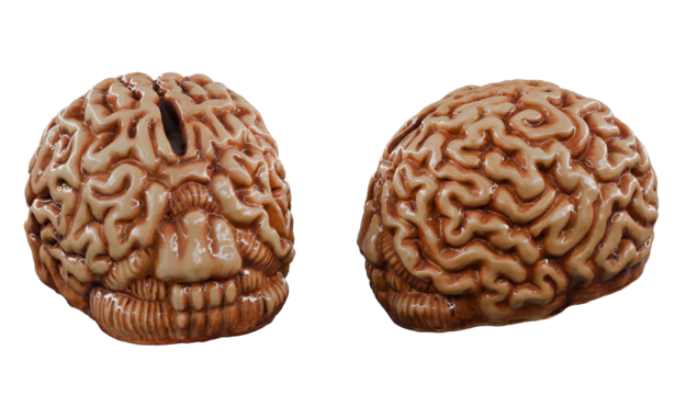 Brain Piggy Bank isolated on white