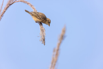 Baya weaver (Ploceus philippinus) bird perching on tree branch.