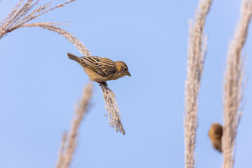 Baya weaver (Ploceus philippinus) bird perching on tree branch.