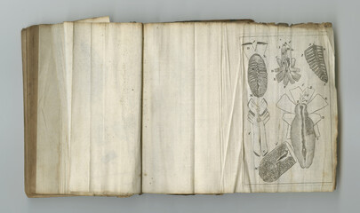 Medical, drawing and book of anatomy on paper in antique, vintage or old science textbook with knowledge. Archive, research or diagram on blank parchment with notes, information or study of organ