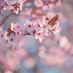 Spring background. Beautiful colorful blooming spring tree. Japanese cherry - Sakura. Nature background.