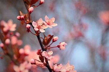 Blossom tree. Nature background. Sunny day. Spring flowers. Beautiful Orchard. Abstract blurred background. Springtime.