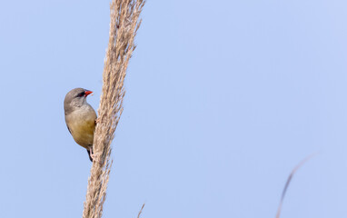 Red avadavat (Amandava amandava) bird perching on dry bushes in the forest.
