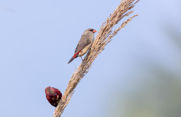 Red avadavat (Amandava amandava) bird perching on dry bushes in the forest.