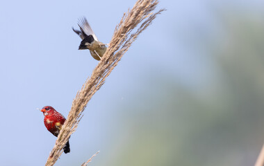 Red avadavat (Amandava amandava) bird perching on dry bushes in the forest.