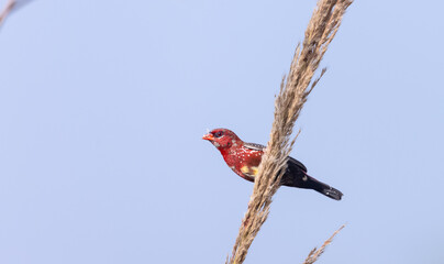 Red avadavat (Amandava amandava) bird perching on dry bushes in the forest.