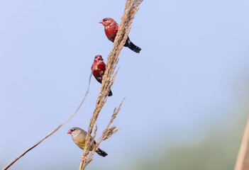 Red avadavat (Amandava amandava) bird perching on dry bushes in the forest.