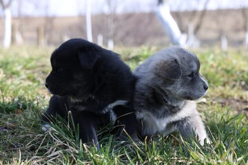 Tiny puppies sitting on green grass outdoors