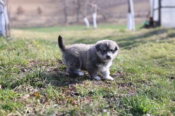 One tiny puppy on green grass outdoors