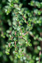 Green fresh aromatic leaves of creeping Thymus caucasicus bush growing in garden, macro shot, top view. Thyme used to add to tea, has medicinal properties, effective in fighting respiratory illnesses.