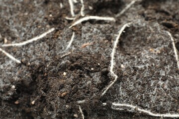 Soil with roots and white mold, closeup