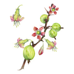 Gooseberry berries with flower buds on thorny branch, ripe garden juneberry casseille currant. Cut out botanical illustration watercolor hand drawn. Seasonal farmer calendar, home preserves cookbook