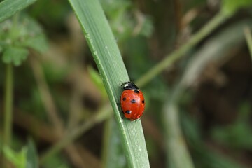 Cute small ladybug on green leaf outdoors