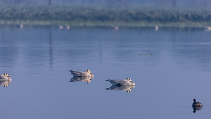 Bar-headed goose duck (Anser indicus) in the forest during inter migration.