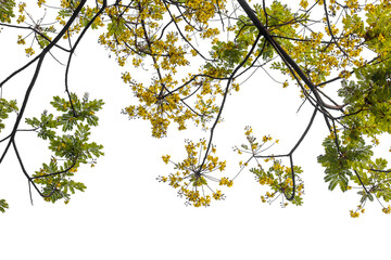 yellow leaves on a branch isolated on white