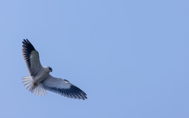 Black-shouldered kite (Elanus axillaris) flying in sky.