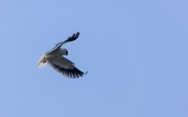 Obraz premium Black-shouldered kite (Elanus axillaris) flying in sky.