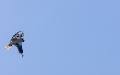 Black-shouldered kite (Elanus axillaris) flying in sky.