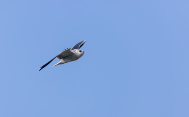 Black-shouldered kite (Elanus axillaris) flying in sky.