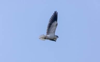 Black-shouldered kite (Elanus axillaris) flying in sky.