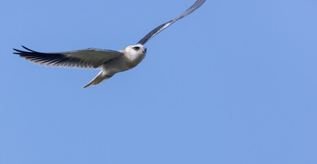 Black-shouldered kite (Elanus axillaris) flying in sky.