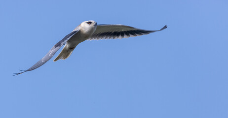 Black-shouldered kite (Elanus axillaris) flying in sky.