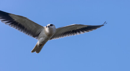 Black-shouldered kite (Elanus axillaris) flying in sky.