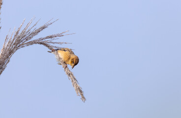 Baya weaver (Ploceus philippinus) bird perching on tree branch.
