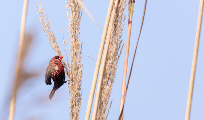 Red avadavat (Amandava amandava) bird perching on dry bushes in the forest.