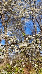 White cherry blossoms blooming on thin branches in a bright spring forest under blue sky. This image conveys purity, renewal, and the fleeting beauty of 