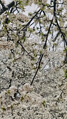 Cherry tree branches covered in fresh white blossoms and dusted with spring snow. This image reflects contrast, fragility, and the poetic meeting of winter's end with spring's beginning